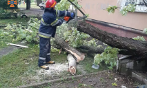 Падали на дорогу и авто: на Днепропетровщине из-за непогоды произошел деревопад (ФОТО)