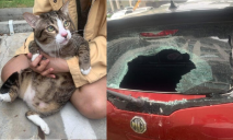 Спас лишний вес: в Бангкоке котик упал с 6-го этажа и разбил стекло в машине