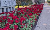 1000 і одна квітка: у центрі Павлограда розквітли трояндові алеї (ФОТО)