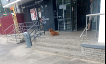 В Днепре возле магазина АТБ хозяин почти на сутки «забыл» собачку
