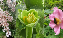 Чи працюватиме у Дніпрі у суботу ботсад: цвітуть бузок та тюльпанове дерево