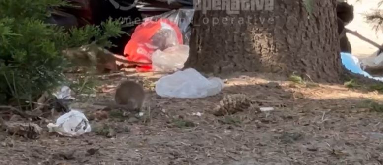 Новости Днепра про В центре Днепра поселилась стая огромных крыс, разносивших мусор по улицам (ВИДЕО)