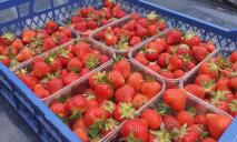 У Дніпрі “рухнули” ціни на полуницю: скільки коштує кілограм ягід