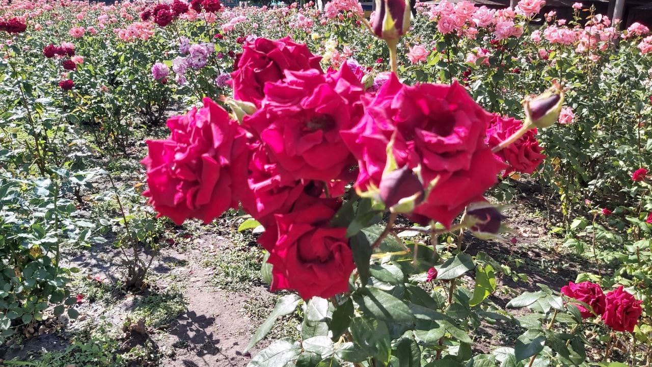 Новости Днепра про 50 відтінків рожевого: у парку Глоби розквітло трояндове 