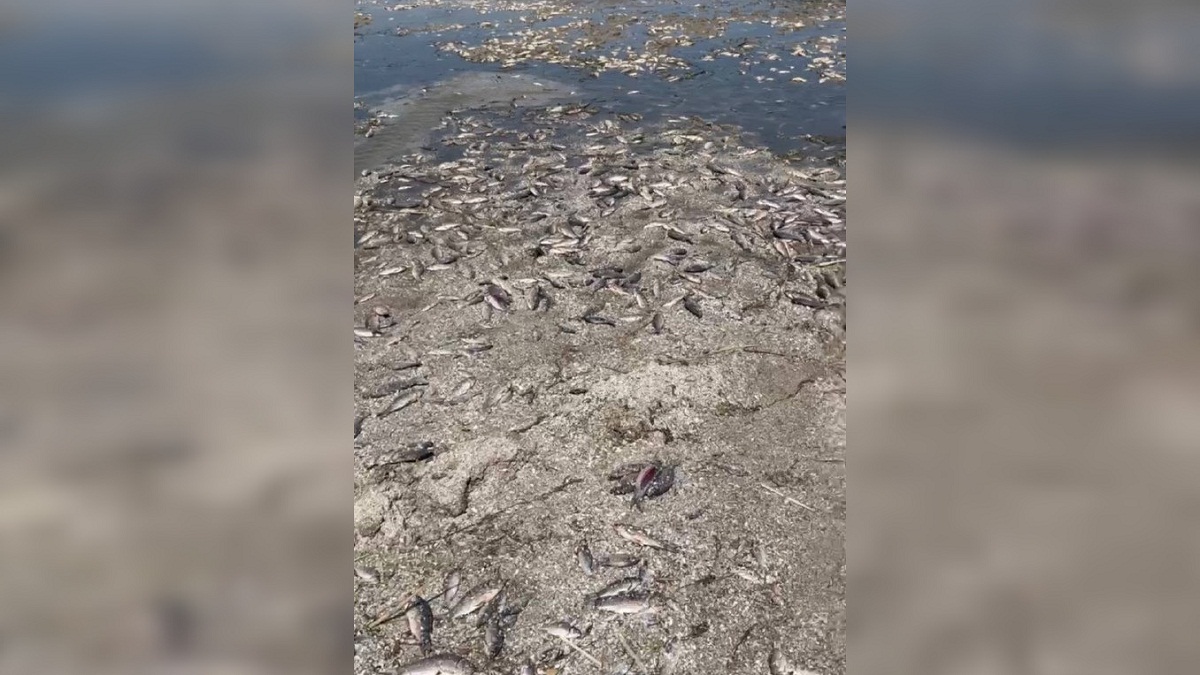 Новости Днепра про Можна отруїтися: мешканців Дніпропетровщини закликали не збирати рибу біля Каховського водосховища