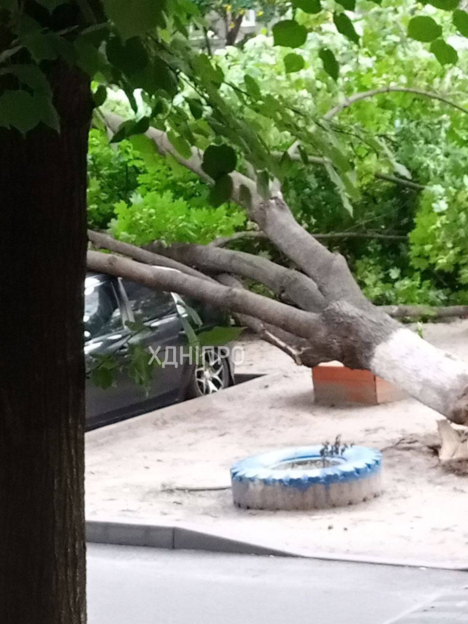 Новости Днепра про В Днепре огромное дерево рухнуло на припаркованные автомобили