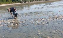 У селі на Дніпропетровщині масовий мор риби через наслідки підриву Каховської ГЕС