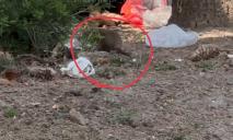 В центре Днепра поселилась стая огромных крыс, разносивших мусор по улицам (ВИДЕО)
