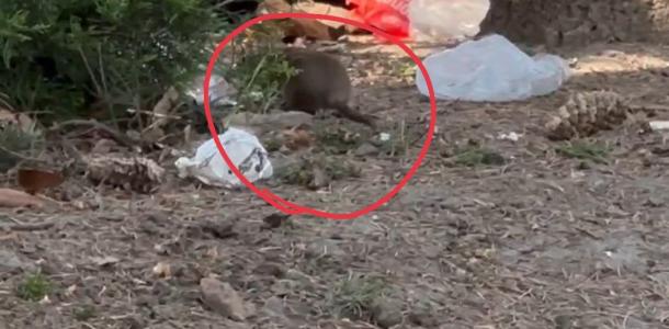 В центре Днепра поселилась стая огромных крыс, разносивших мусор по улицам (ВИДЕО)