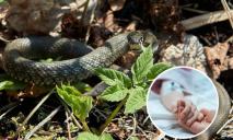 У Дніпропетровській області 7-річну дівчинку вкусила змія під час прогулянки