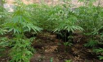 Фермер-наркодилер: в Криворожском районе местный житель вырастил 400 кустов конопли