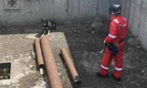 В Днепре собака попала в бетонную ловушку: ее спасали ГСЧС-ники
