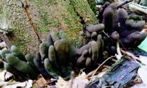 У Дніпропетровській області знайшли “пальці покійника”