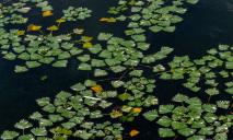 На Днепропетровщине в водоемах заметили реликтовое растение, которое убивает все живое