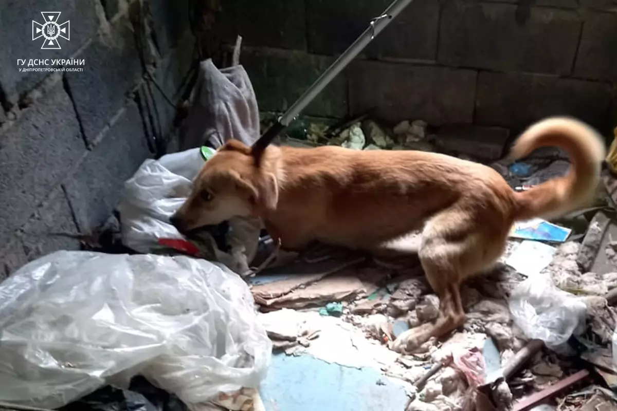 Новости Днепра про У Дніпрі двоє собак впали у занедбаний 3-метровий погріб: їх діставали рятувальники