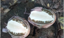 На Дніпропетровщині знайшли екзотичний гриб-веселку: його ще називають смердючкою