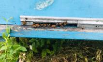 В пригороде Днепра массово погибают пчелы: почему