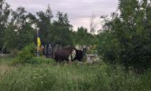 На Дніпропетровщині посеред цвинтаря помітили зубра: поїдав гілки туї на могилі загиблого воїна