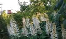 У ботанічному саду Дніпра розквітли каштанові кущі (ФОТО)