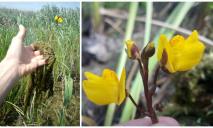 У Дніпропетровській області помітили квітку-хижака, яка їсть комах та крихітних рибок