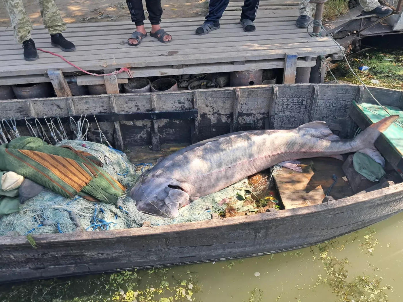 В Одесской области браконьеры убили редкую 125-килограммовую краснокнижную белугу: должна была нереститься (ВИДЕО)