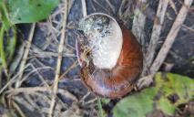 Руйнівник городів: поблизу Дніпра виявили новий рідкісний вид равликів