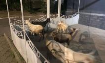 По містечку на Дніпропетровщині посеред ночі блукало стадо голодних і наляканих кіз (ФОТО)