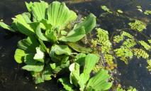 Водойми заповідника поблизу Дніпра заполонила агресивна рослина-загарбниця: такого ще не було