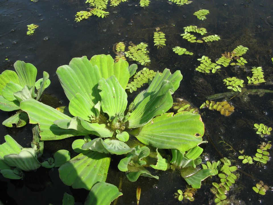 Новости Днепра про Водойми заповідника поблизу Дніпра заполонила агресивна рослина-загарбниця: такого ще не було