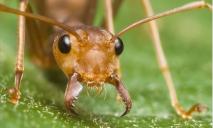 В Днепре заметили муравья-богатыря: тянул огромный окурок