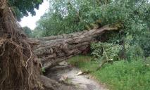 Ураган на Дніпропетровщині знищив декілька гектарів лісу