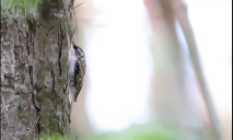 На Дніпропетровщині помітили пташку у “камуфляжі” (ФОТО)