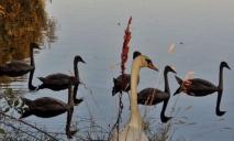 На водоймі поблизу Дніпра живе більше десятка диких лебедів (ФОТО)