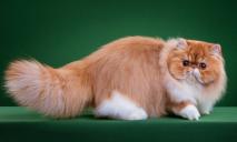 Як виглядає кішка за 100 тис грн на продаж у Дніпрі: коротконога та схожа на Наполеона (ФОТО)