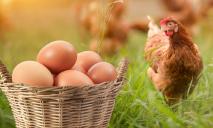 В Днепр и область запретили завозить куриное мясо и яйца из Польши: причина