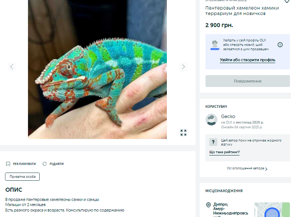 Новости Днепра про У Дніпрі продають удава за 2,5 тис грн: доведеться годувати жабами (ФОТО)