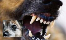 У Дніпрі пес напав на чихуахуа на очах дітей: що з тваринкою та що кажуть у поліції