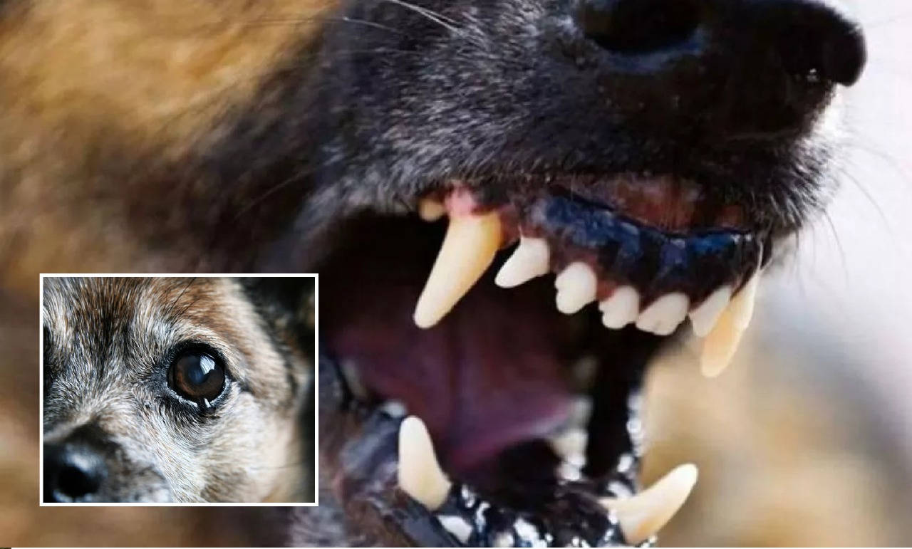 Новости Днепра про В Днепре пес напал на чихуахуа на глазах детей: что с животным и что говорят в полиции