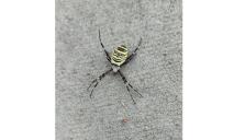 На Дніпропетровщині помітили павука-зірку соцмереж: чи отруйний він