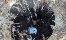 В Павлограде собачка упала в 3-метровый люк (ВИДЕО)