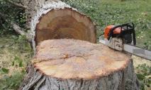На Дніпропетровщині дерево вбило літнього чоловіка