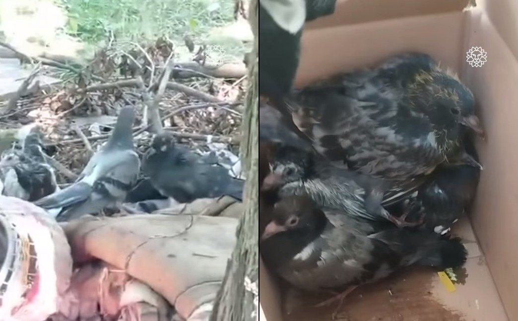 Новости Днепра про В Желтых Водах в мусорный бак выбросили голубей: как живых, так и мертвых