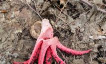 Пальцы дьявола: житель Днепра нашел жуткий гриб, похожий на осьминога и противно воняющий