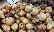 У Дніпрі стрімко “рухнули” ціни на популярний овоч: як змінилася вартість кілограму цибулі