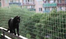У Львові кіт закрив свою господарку на балконі