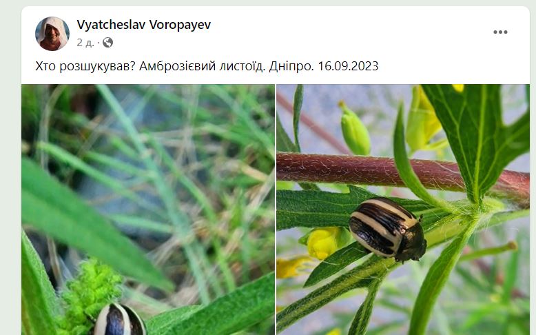 Новости Днепра про У Дніпрі знайшли жука-пожирача амброзії, який здатен знищити надоїдливу рослину