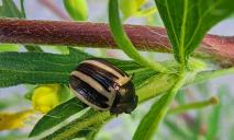 У Дніпрі знайшли жука-пожирача амброзії, який здатен знищити надоїдливу рослину