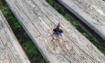 У Дніпрі помітили рідкісну фіолетову бджолу, чий укус може вбити (ФОТО)
