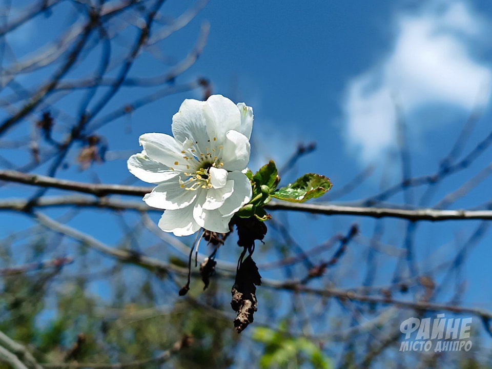 Новости Днепра про Поганий знак: поблизу Дніпра вдруге масово квітнуть вишні