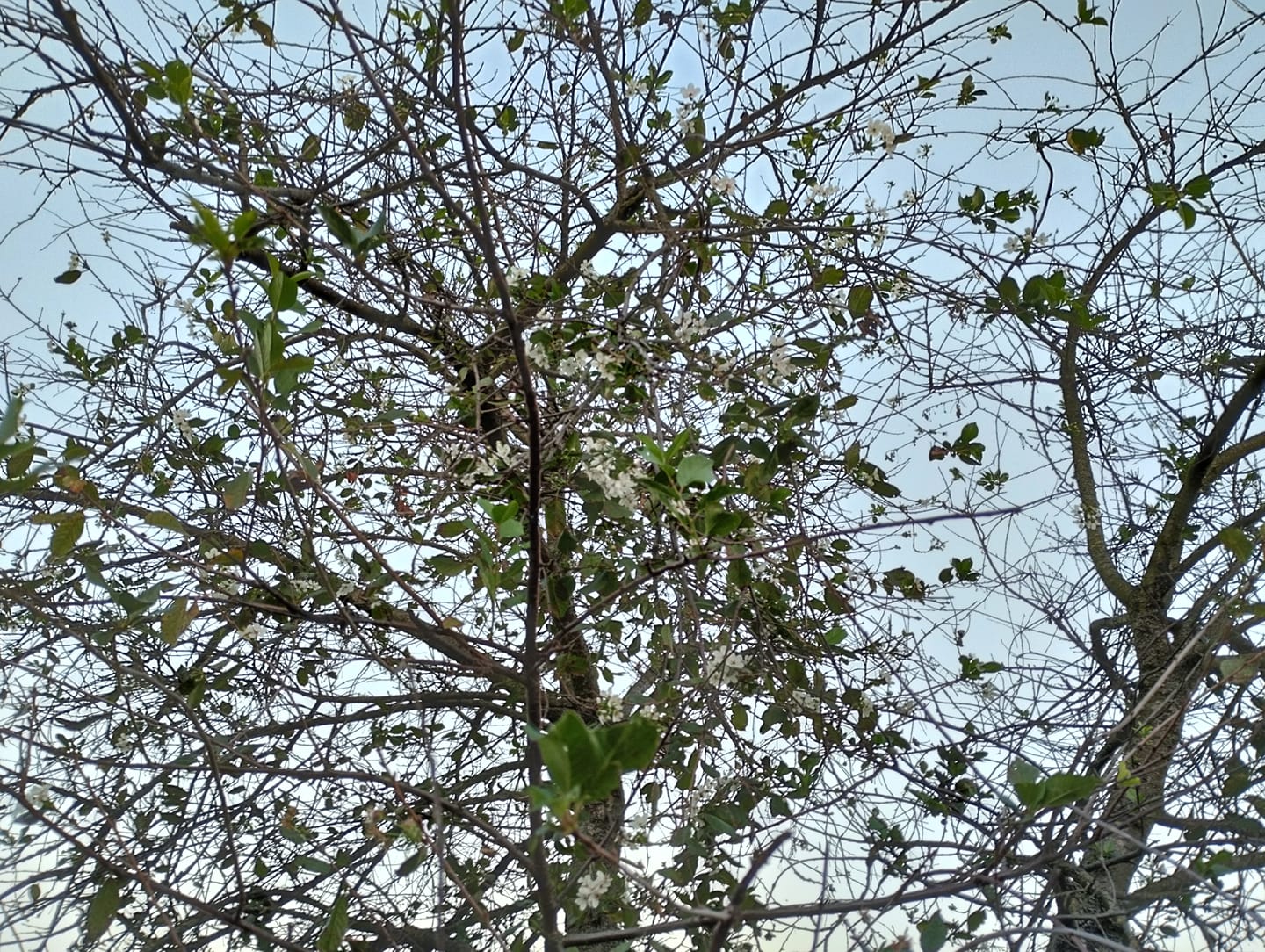 Новости Днепра про Поганий знак: поблизу Дніпра вдруге масово квітнуть вишні